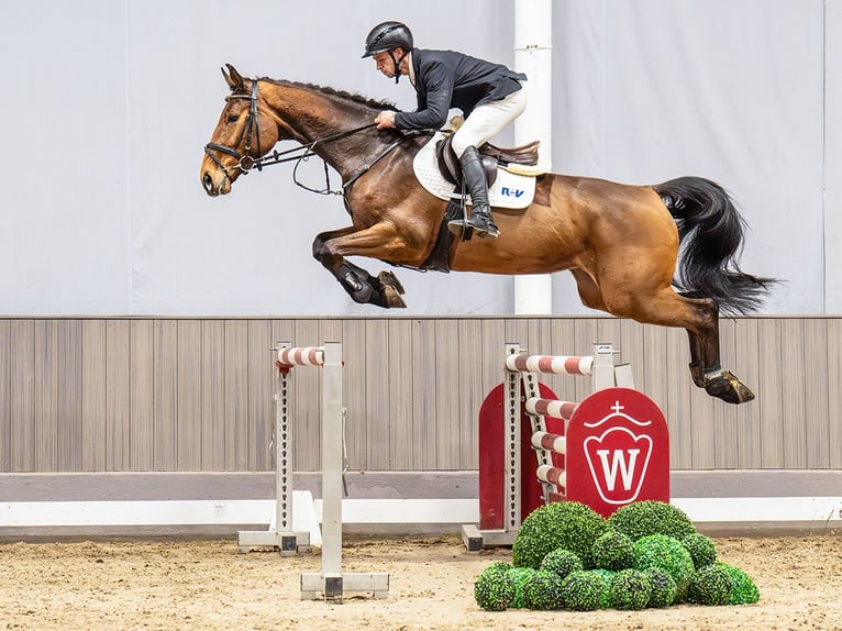 Westphalien Jument 6 Ans 173 cm Bai in Münster-Handorf