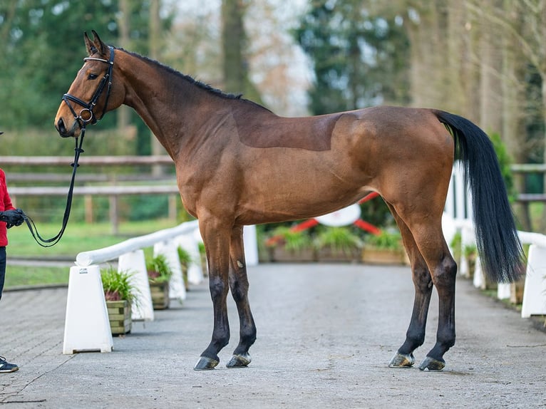 Westphalien Jument 6 Ans 173 cm Bai in Münster-Handorf