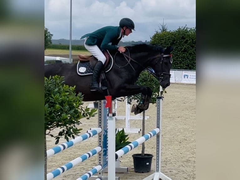 Westphalien Jument 6 Ans 174 cm Bai brun foncé in Fürth