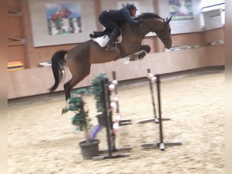 Westphalien Jument 6 Ans 174 cm Bai in Sunthausen