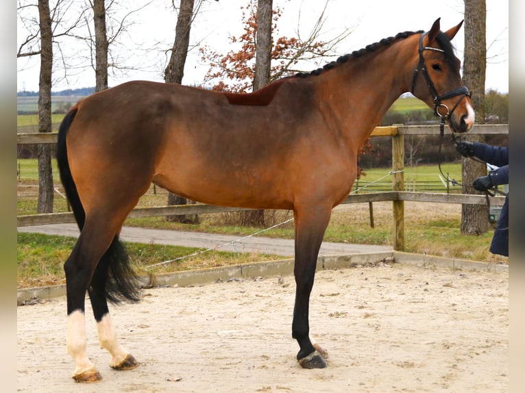 Westphalien Jument 6 Ans 174 cm Bai in Sunthausen
