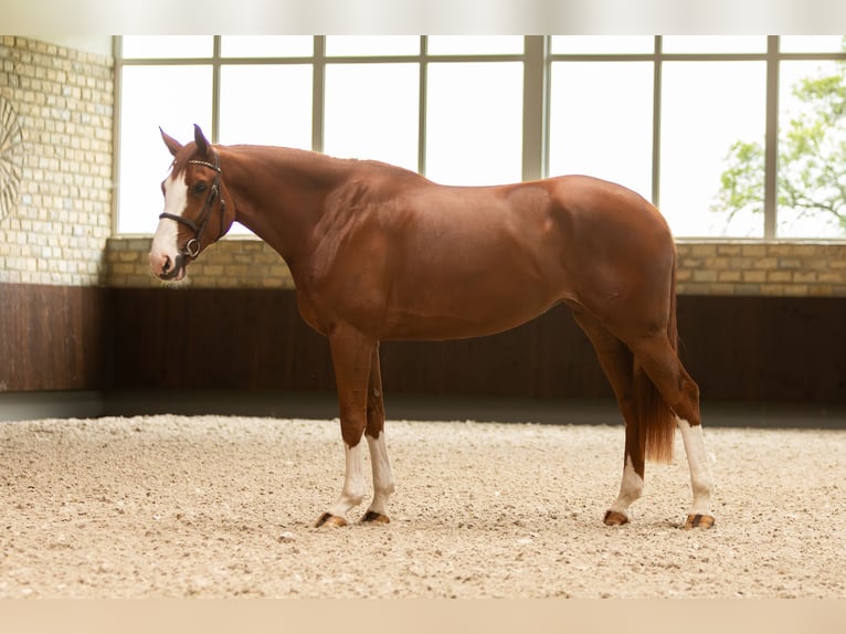 Westphalien Jument 6 Ans 175 cm Alezan in Neunkirchen-Seelscheid