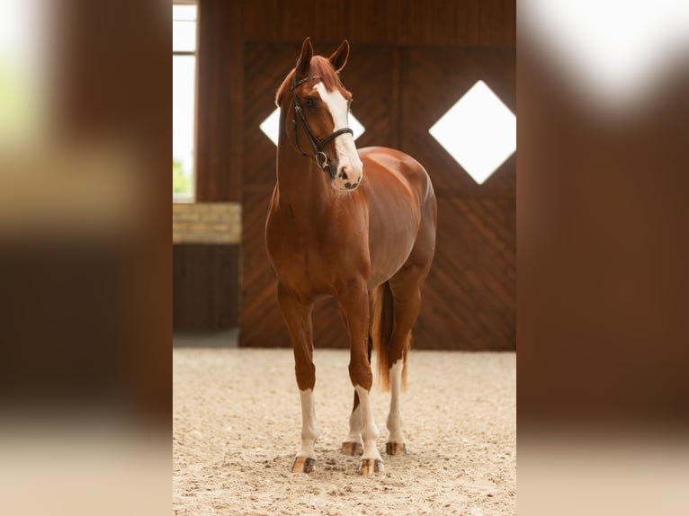 Westphalien Jument 6 Ans 175 cm Alezan in Neunkirchen-Seelscheid