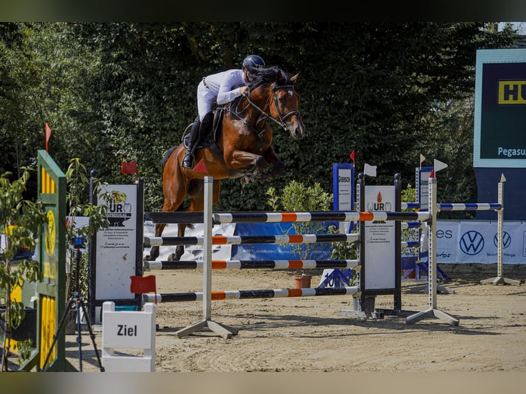 Westphalien Jument 6 Ans 175 cm Bai in Hürtgenwald