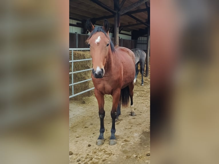 Westphalien Jument 6 Ans Bai in Waldbröl