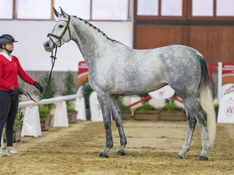 Westphalien Jument 6 Ans Gris in Münster-Handorf