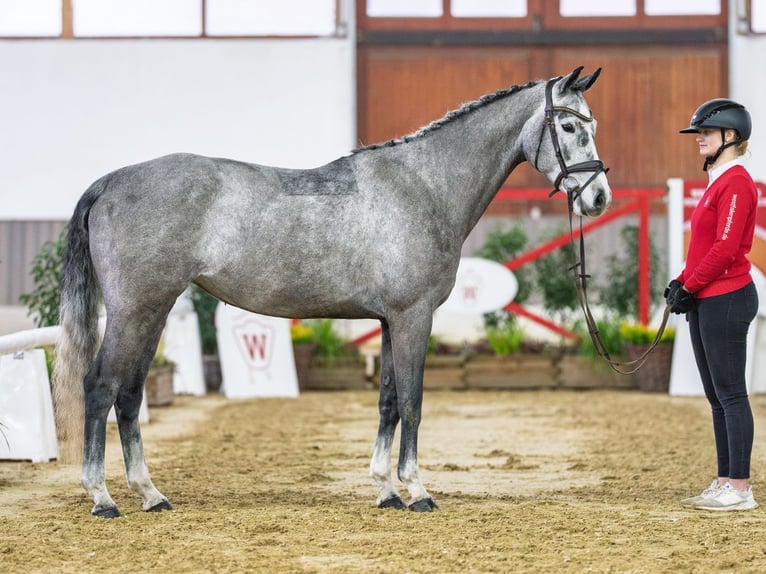 Westphalien Jument 6 Ans Gris in Münster-Handorf