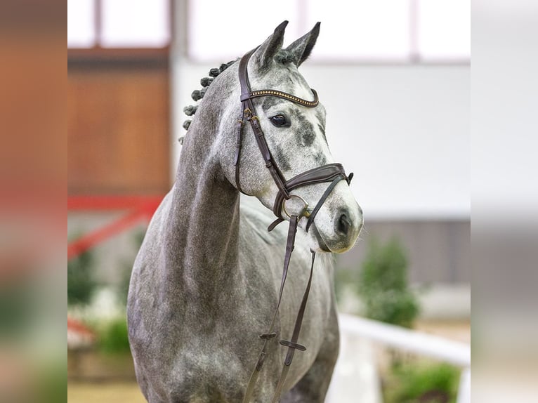 Westphalien Jument 6 Ans Gris in Münster-Handorf