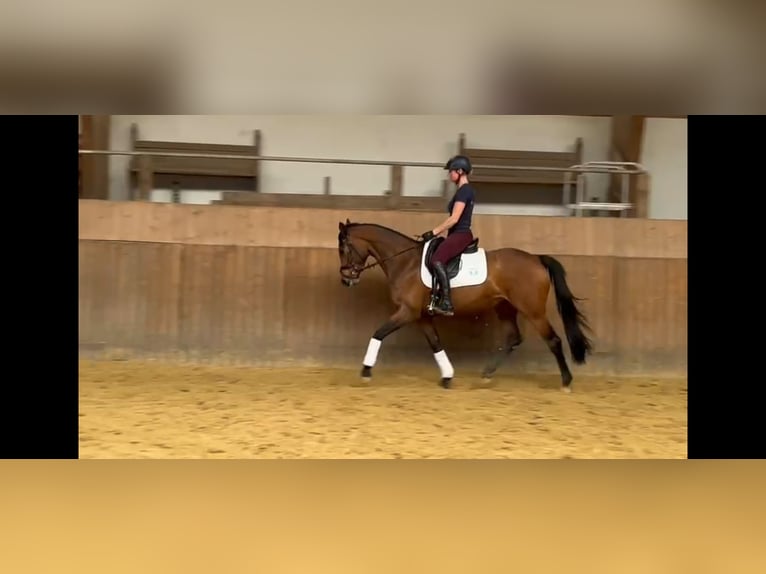 Westphalien Jument 7 Ans 158 cm Bai in Freudenberg