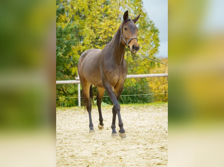 Westphalien Jument 7 Ans 160 cm Bai in Mülheim an der Ruhr