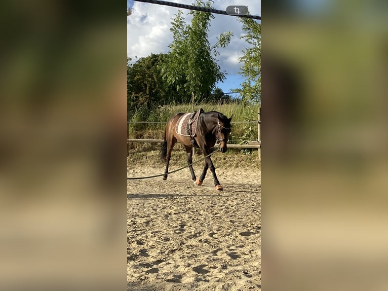 Westphalien Jument 7 Ans 160 cm Bai in Mülheim an der Ruhr