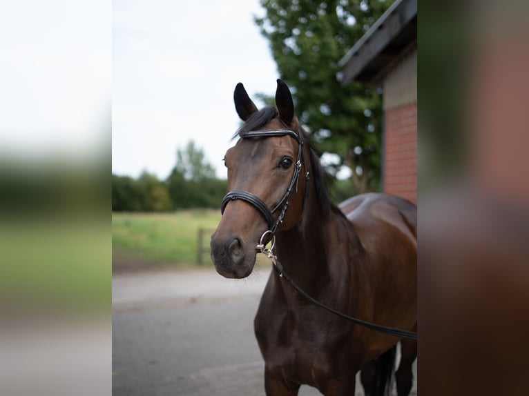 Westphalien Jument 7 Ans 162 cm Bai brun in Selm