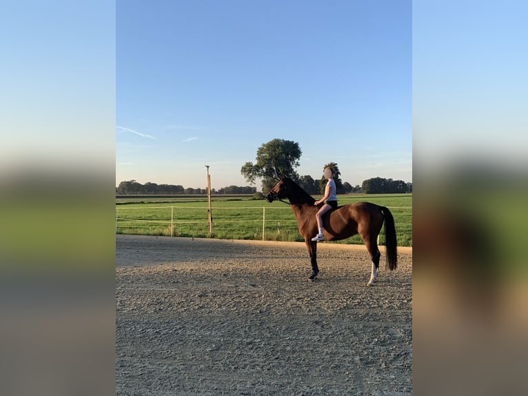 Westphalien Jument 7 Ans 162 cm Bai in Bohmte