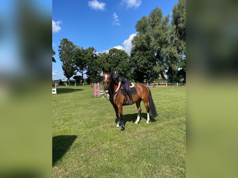 Westphalien Jument 7 Ans 162 cm Bai in Bohmte