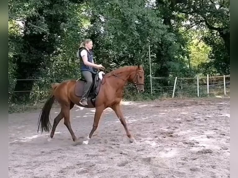 Westphalien Jument 7 Ans 163 cm Alezan brûlé in Speyer