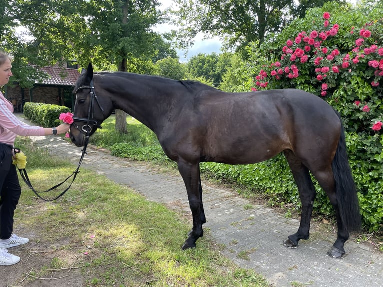 Westphalien Jument 7 Ans 163 cm Bai brun in H&#xF6;rstel