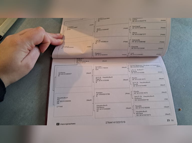 Westphalien Jument 7 Ans 164 cm Bai in Gummersbach