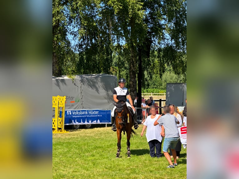 Westphalien Jument 7 Ans 164 cm Bai in Büren