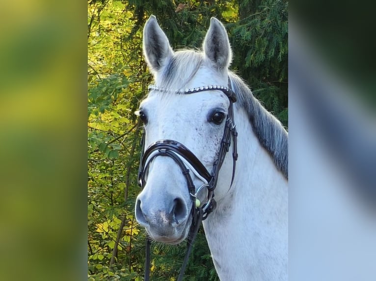 Westphalien Jument 7 Ans 164 cm Gris in Braunschweig