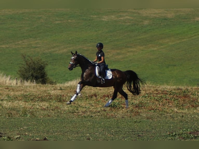 Westphalien Jument 7 Ans 165 cm Bai brun in Iserlohn