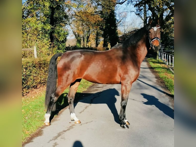 Westphalien Jument 7 Ans 165 cm Bai in Ennigerloh