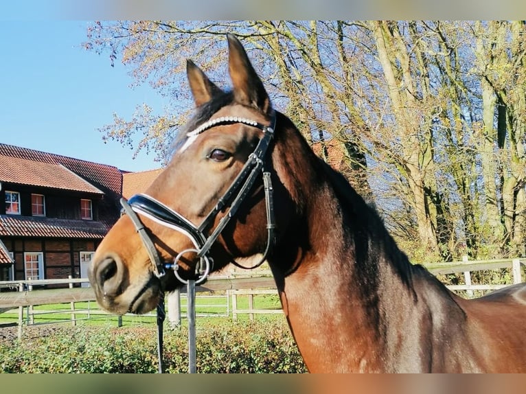 Westphalien Jument 7 Ans 165 cm Bai in Ennigerloh