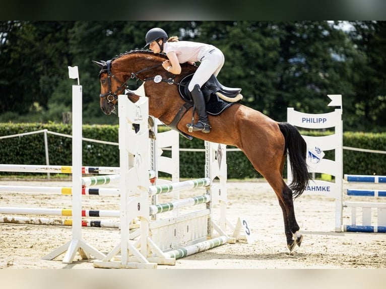 Westphalien Jument 7 Ans 165 cm Bai in Barntrup