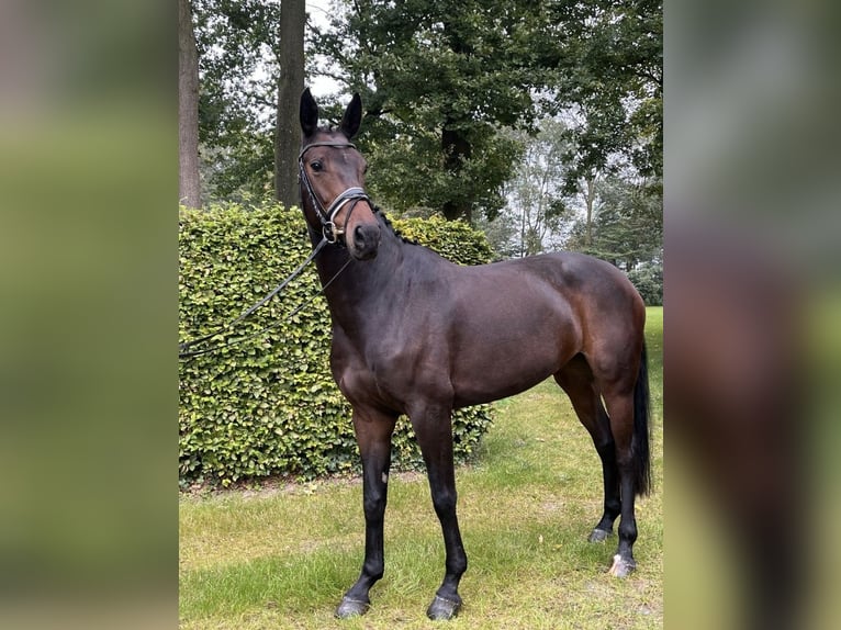 Westphalien Jument 7 Ans 166 cm Bai in Rheine