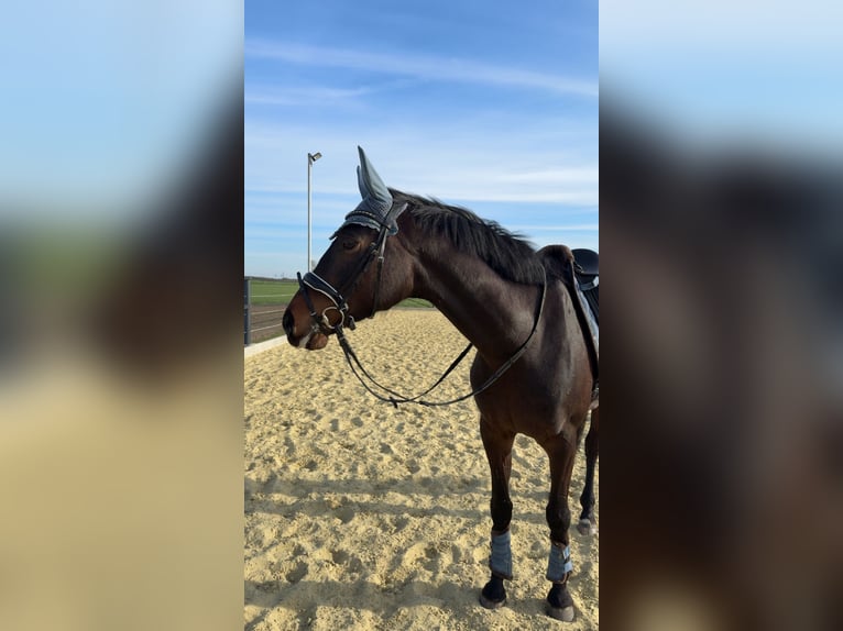 Westphalien Jument 7 Ans 166 cm Bai in Rheine