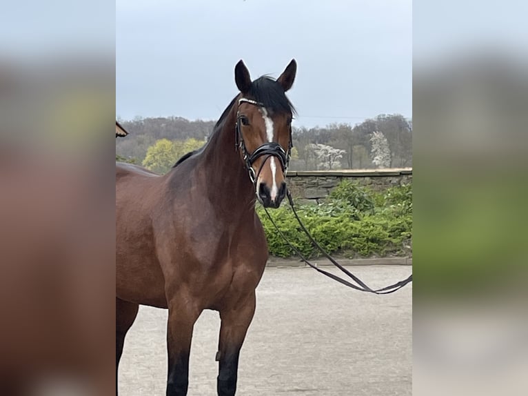 Westphalien Jument 7 Ans 166 cm Bai in Ibbenbüren