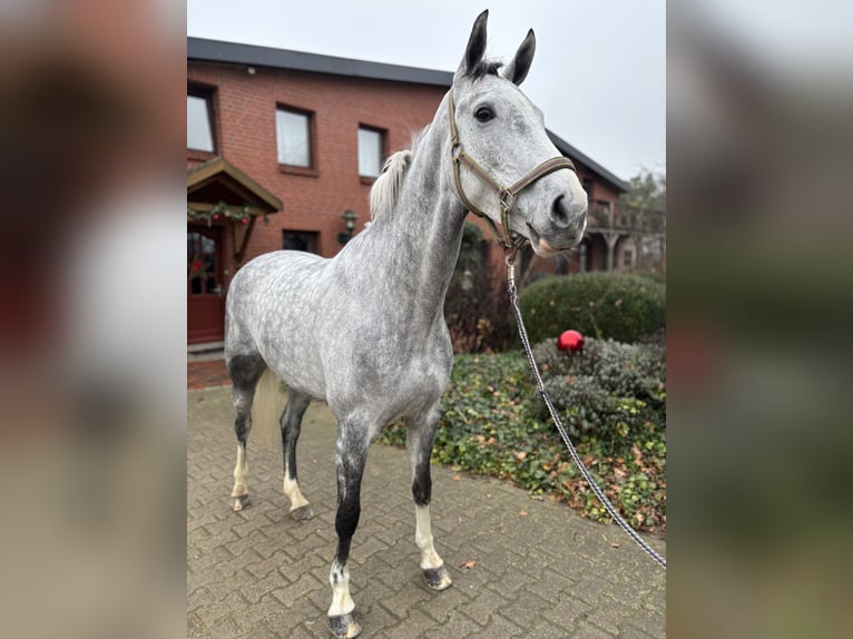 Westphalien Jument 7 Ans 166 cm Gris in Plank am Kamp