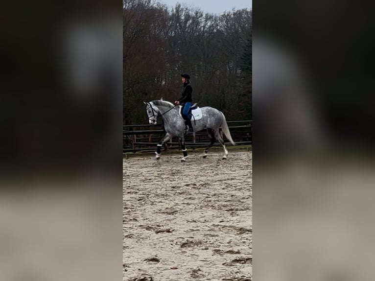 Westphalien Jument 7 Ans 166 cm Gris in Plank am Kamp
