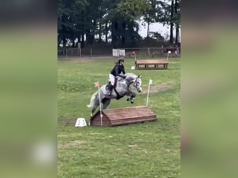Westphalien Jument 7 Ans 166 cm Gris in Plank am Kamp