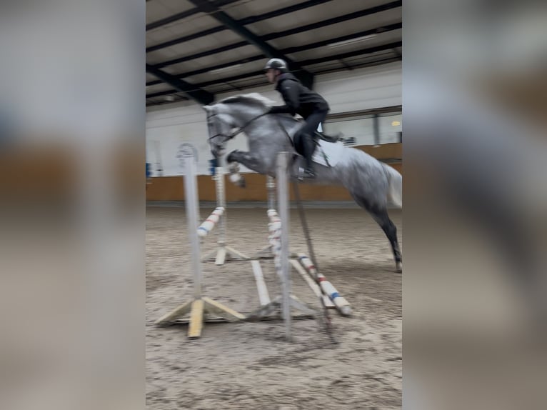 Westphalien Jument 7 Ans 166 cm Gris in Plank am Kamp