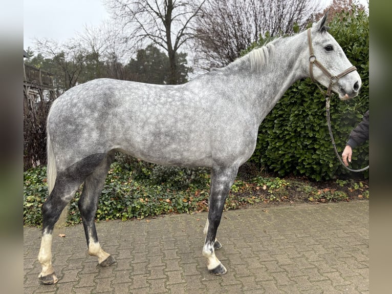 Westphalien Jument 7 Ans 166 cm Gris in Plank am Kamp
