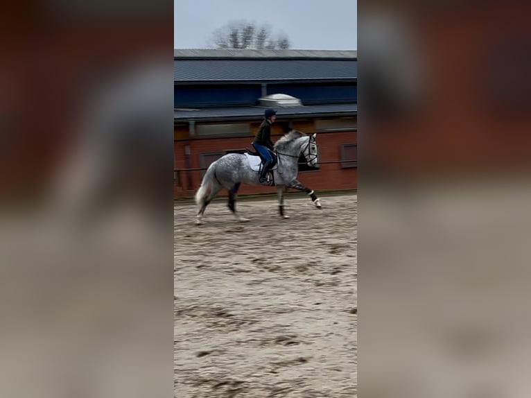 Westphalien Jument 7 Ans 166 cm Gris in Plank am Kamp