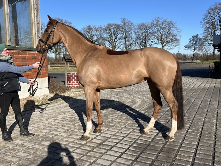Westphalien Jument 7 Ans 167 cm Alezan in Coesfeld