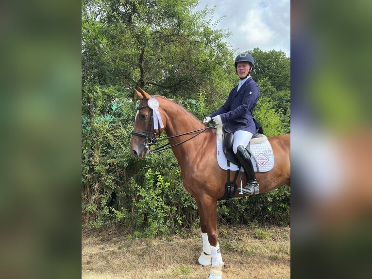 Westphalien Jument 7 Ans 167 cm Alezan in Coesfeld