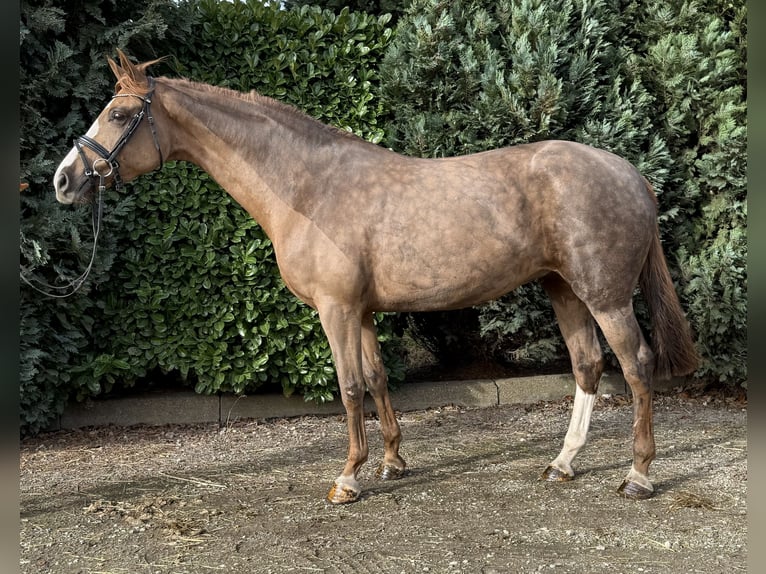 Westphalien Jument 7 Ans 167 cm Alezan cuivré in Oud Gastel