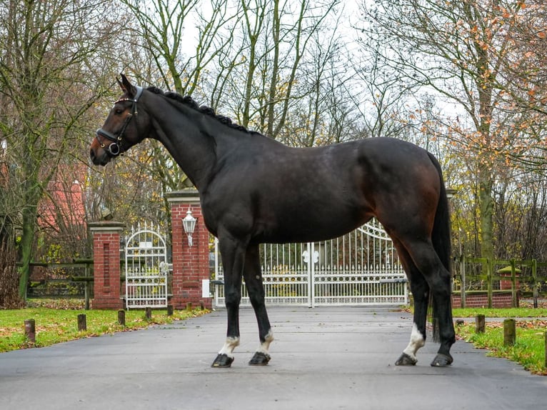 Westphalien Jument 7 Ans 167 cm Bai brun in Verden