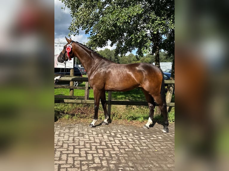 Westphalien Jument 7 Ans 167 cm Bai in Rosendahl