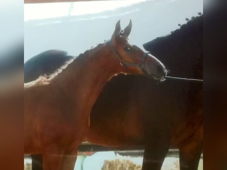 Westphalien Jument 7 Ans 167 cm Bai in Frankenberg