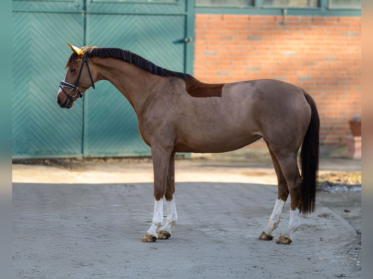 Westphalien Jument 7 Ans 168 cm Alezan in Garstedt