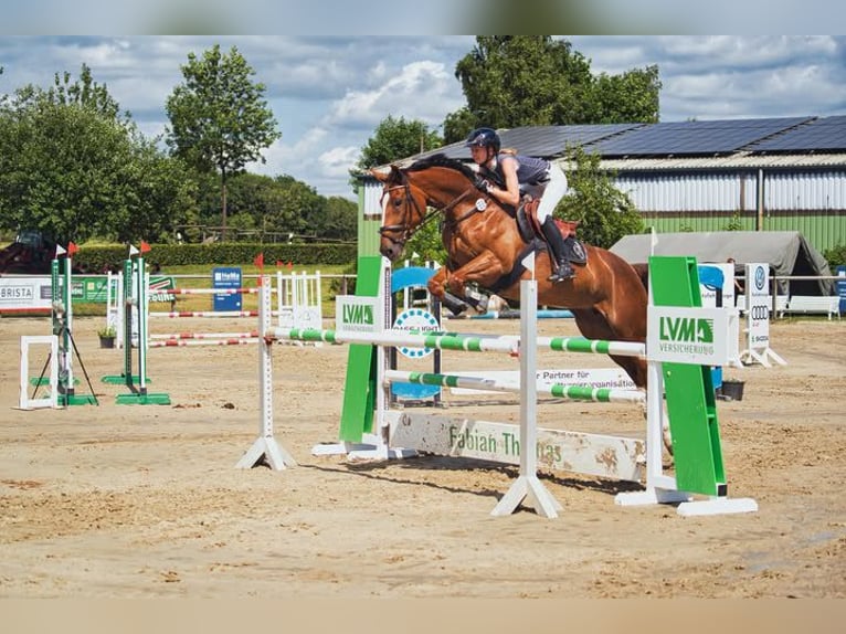 Westphalien Jument 7 Ans 168 cm Alezan in Soest