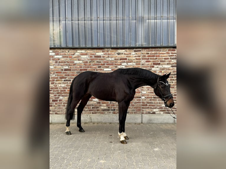 Westphalien Jument 7 Ans 168 cm Bai brun in Grevenbroich