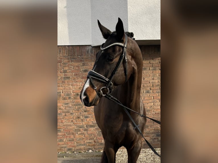 Westphalien Jument 7 Ans 168 cm Bai brun foncé in Niederkassel