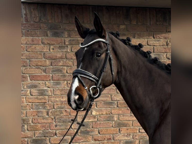 Westphalien Jument 7 Ans 168 cm Bai brun foncé in Niederkassel