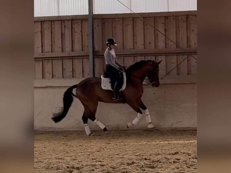 Westphalien Jument 7 Ans 168 cm Bai in Rosenheim