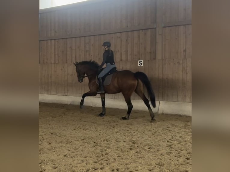 Westphalien Jument 7 Ans 168 cm Bai in Straubing