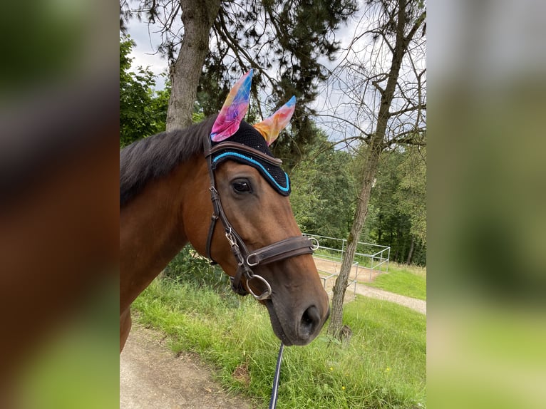 Westphalien Jument 7 Ans 168 cm Bai in Straubing